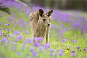 Images Dated 23rd September 2008: Eastern Grey Kangaroo - young adult grazing in a lush, blooming meadow of pink and yellow flowers