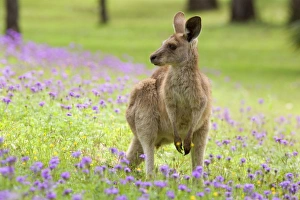 Images Dated 23rd September 2008: Eastern Grey Kangaroo - young adult sitting on its hind legs in a lush