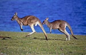 Eastern Grey Kangaroos - Hopping across grassland
