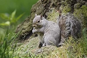 Images Dated 30th May 2008: Eastern grey squirrel - British Colombia - Canada