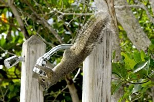 Eastern Grey Squirrel drinking freshwater from outside shower head