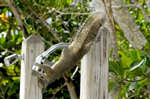 Eastern Grey Squirrel drinking freshwater from outside shower head Eastern Grey Squirrel drinking freshwater from outside shower head