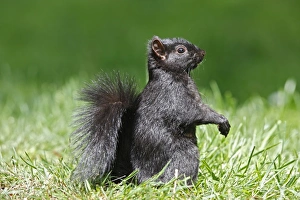 Images Dated 30th May 2008: Eastern grey squirrel - in Stanley park. Vancouver - Canada. melanistic / dark form