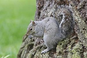 Images Dated 30th May 2008: Eastern grey squirrel - in Stanley park. Vancouver - Canada