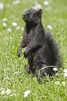 Images Dated 30th May 2008: Eastern grey squirrel - in Stanley park. Vancouver - Canada. melanistic / dark form