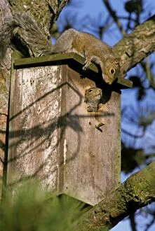 Images Dated 7th February 2011: Eastern Grey Squirrels TOM 603 Mother (on top) with half grown young using bird box for nest