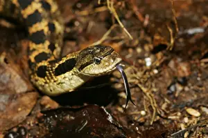 Eastern Hog-nosed Snake