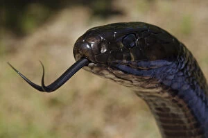 Images Dated 11th November 2011: Eastern Indigo Snake (Drymarchon couperi)