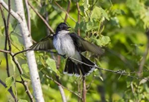 Images Dated 6th June 2013: Eastern Kingbird