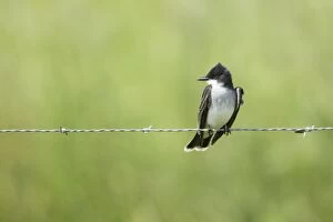 Images Dated 12th April 2012: Eastern Kingbird - perched on wire