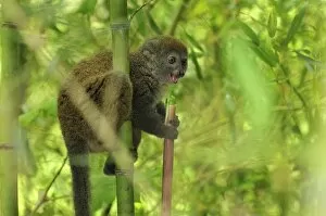 Images Dated 16th January 2008: Eastern Lesser Bamboo Lemur - eating bamboo