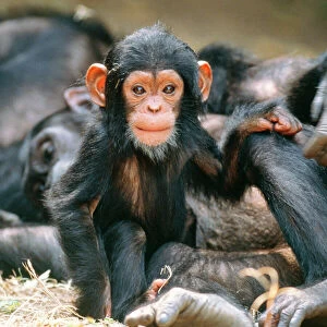Eastern Long-haired CHIMPANZEE baby