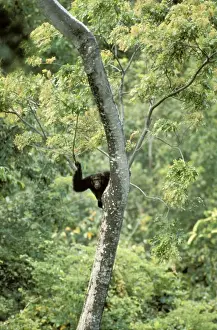 Look Out Prints: Eastern / Long-haired Chimpanzee - lookout - Mahale Mountains National Park - Tanzania JFL08534