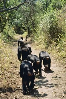 Images Dated 26th November 2007: Eastern Long-haired Chimpanzee Mahale Mountains National Park Tanzania Africa