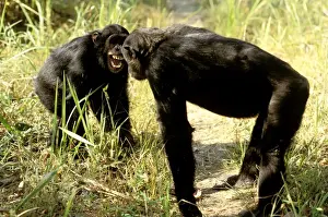 Hierarchy Prints: Eastern / Long-haired Chimpanzee - showing aggression between two chimps - Mahale Mountains National Park - Tanzania