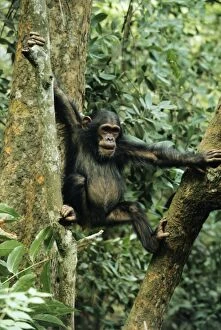 Eastern (Long-haired) CHIMPANZEE - in tree