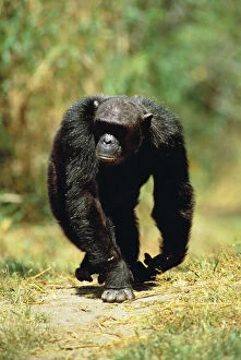 Chimps Gallery: Eastern Long-haired CHIMPANZEE - walking