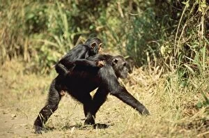 Eastern Long-haired Chimpanzee - with young on back
