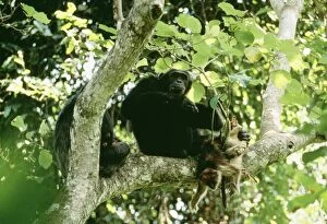 Images Dated 28th April 2004: Eastern Longhaired Chimpanzee Eating Red Colobus Monkey Mahala Mountains National Park, Tanzania