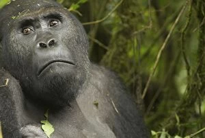 Images Dated 27th October 2008: Eastern Lowland Gorilla - male