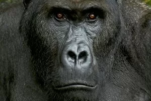 Images Dated 27th October 2008: Eastern Lowland Gorilla - silverback portait