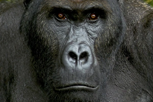 Images Dated 27th October 2008: Eastern Lowland Gorilla - silverback portait