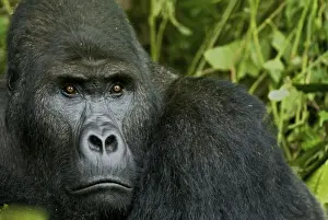 Central Africa Prints: Eastern Lowland Gorilla - silverback portait - Kahuzi Biega NP - DRC - Africa