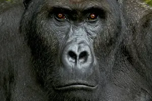 Central Africa Prints: Eastern Lowland Gorilla - silverback portait - Kahuzi Biega NP - DRC - Africa
