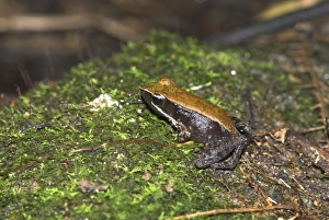 Images Dated 16th October 2006: Eastern Madagascar Frog - Endemic. Nosy Mangabe, Madagascar