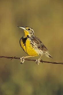Images Dated 14th May 2008: Eastern Meadowlark. CT, May, USA