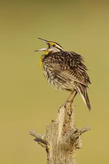 Eastern Meadowlark. June, CT, USA