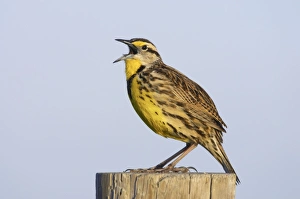 Images Dated 26th October 2005: Eastern Meadowlark singing Lake Kissimee, florida, USA BI000945