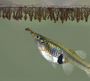 Aquarium Fish Collection: Eastern mosquitofish, Gambusia holbrooki. Mature female eating mosquito larvae at surface