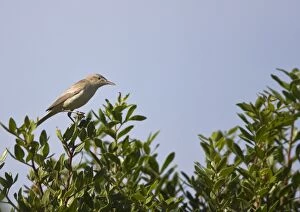 Images Dated 22nd May 2008: Eastern Olivaceous Warbler Rhodes Greece May