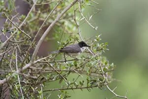Images Dated 11th May 2007: Eastern Orphean Warbler. Turkey May