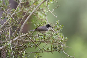 Images Dated 11th May 2007: Eastern Orphean Warbler. Turkey May