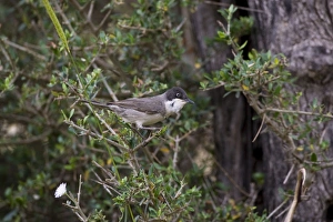 Images Dated 11th May 2007: Eastern Orphean Warbler. Turkey May