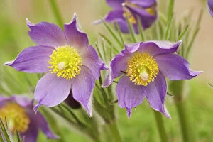 Images Dated 16th May 2006: Eastern Pasque flower