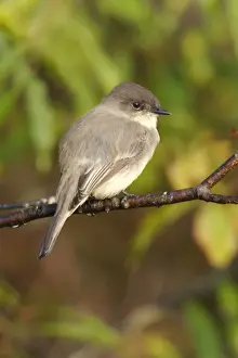 Phoebe Prints: Eastern Phoebe
