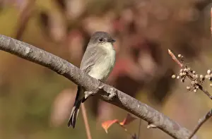 Eastern Prints: Eastern Phoebe. Connecticut