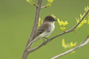 Eastern Phoebe - Perched on branch, May