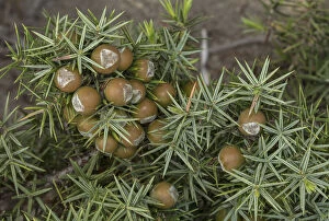 Eastern prickly juniper, Juniperus oxycedrus ssp deltoides, in fruit; Rhodes. Date: 15-Apr-19