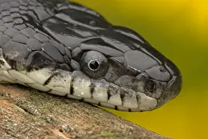 Eastern Rat Snake / Black Ratsnake - on log - New York - USA