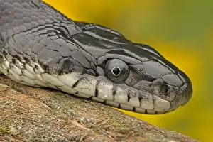 Eastern Rat Snake / Black Ratsnake - on log - New York - USA