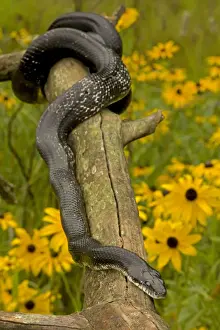 Eastern Rat Snake / Black Ratsnake - on log - New York - USA