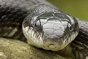 Eastern Rat Snake / Black Ratsnake - New York - USA