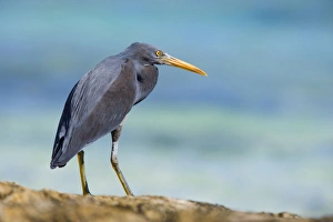 Images Dated 3rd August 2008: Eastern Reef Egret - adult on reef ledge waiting for prey - Ningaloo Marine Park