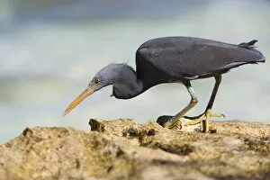 Eastern Reef Egret - adult on reef ledge waiting for prey about to pounce