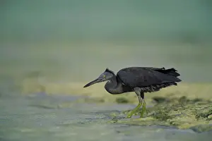 Egretta Prints: Eastern Reef Egret. Dark Morph In shallow reef water