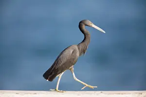 Eastern Reef Egret - At Fort Hill Wharf, Darwin, Northern Territory, Australia